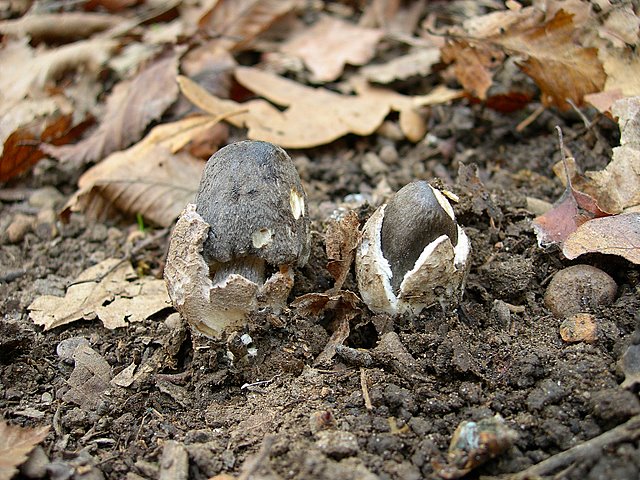 Volvariella  terrea  sp.nov.